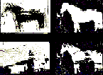 Pferd im Pferd